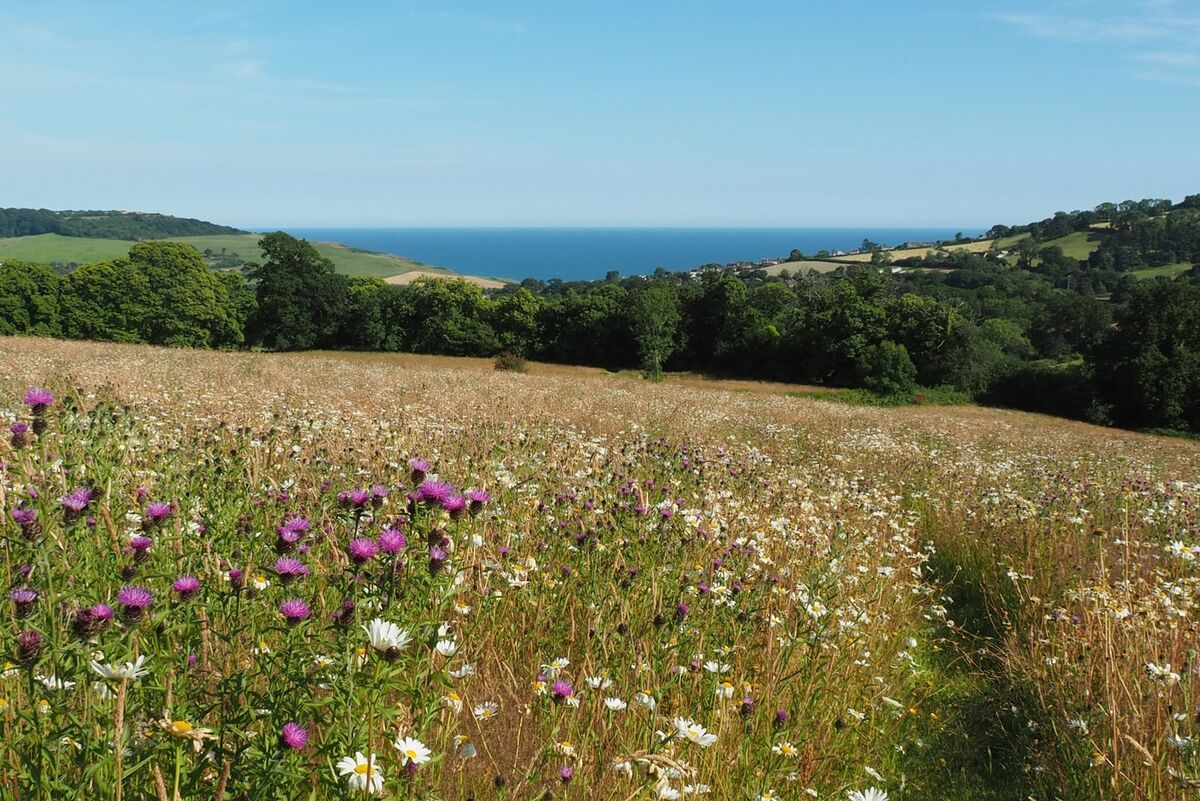 1 View to Charmouth from _Cratz_.jpeg