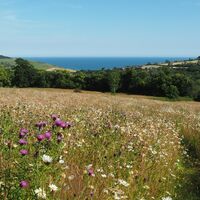 1 View to Charmouth from _Cratz_.jpeg