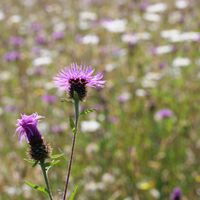 common knapweed v6.jpg.jpeg