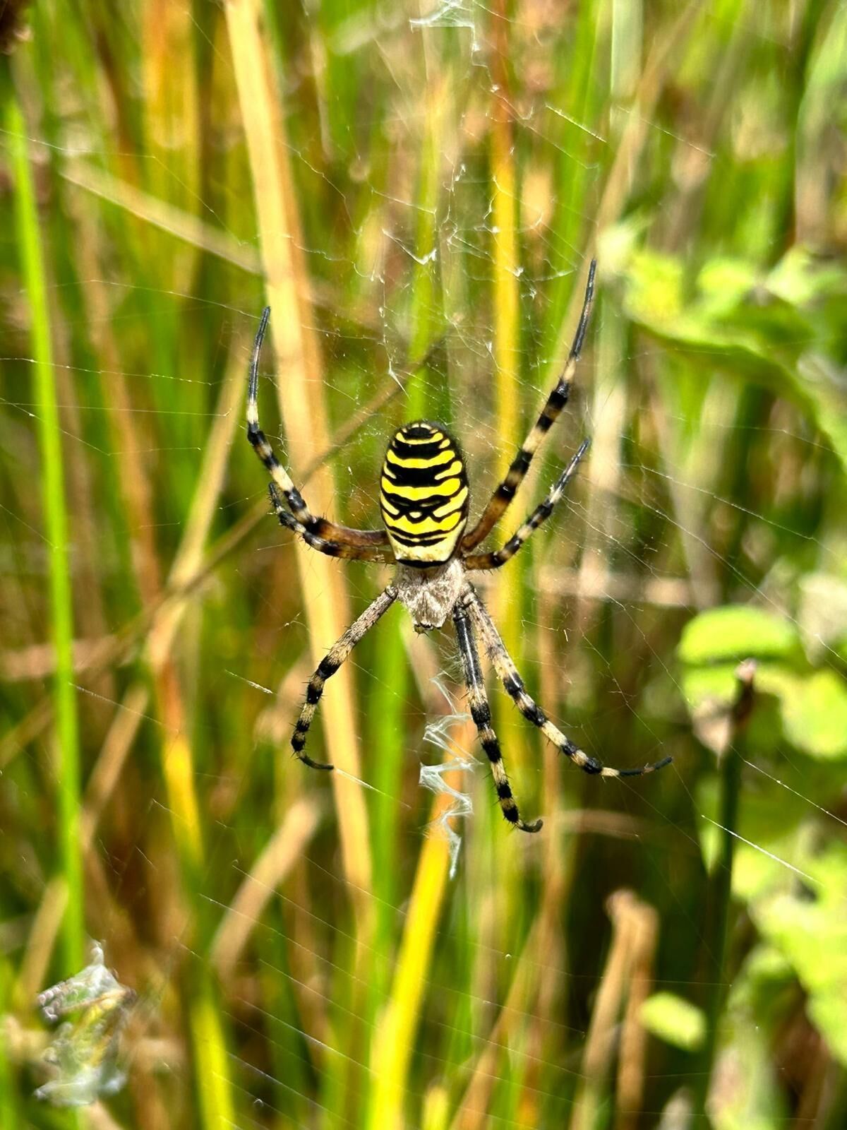 _Wasp spider_.jpg