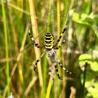 _Wasp spider_.jpg