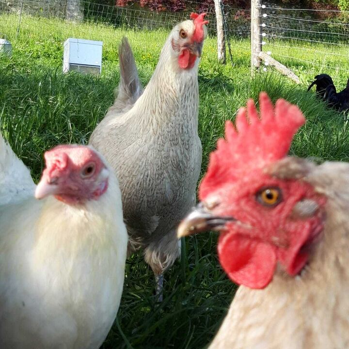 13 daily egg collecting.JPG
