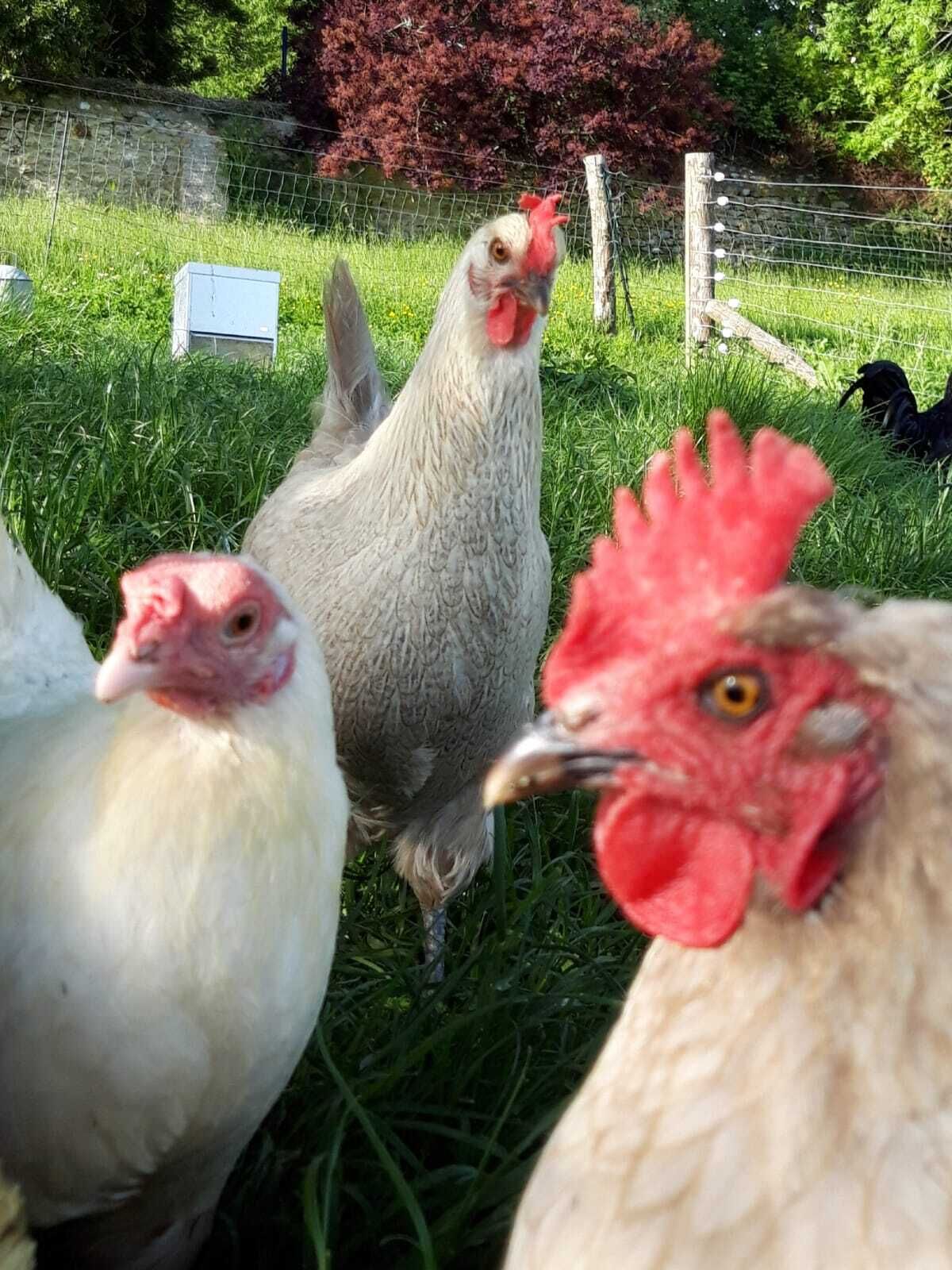 13 daily egg collecting.JPG