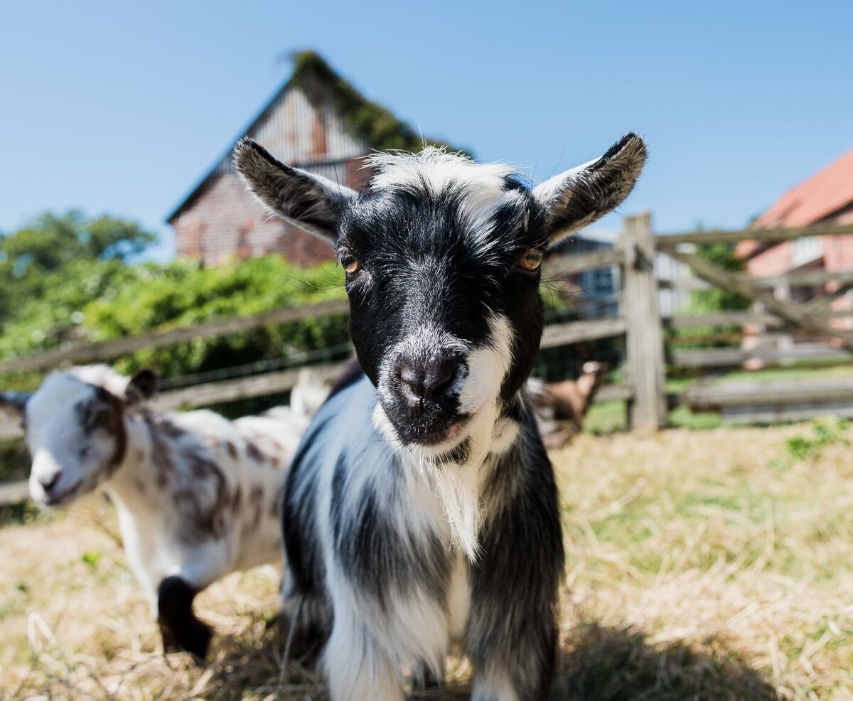 13a daily goat feeding.jpg