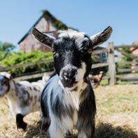 13a daily goat feeding.jpg