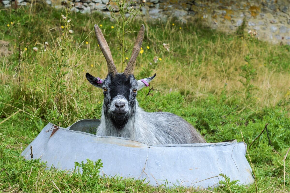 15 Elvis - head goat with a soft heart.jpg