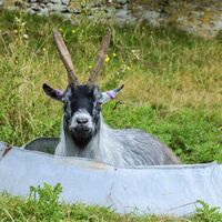 15 Elvis - head goat with a soft heart.jpg