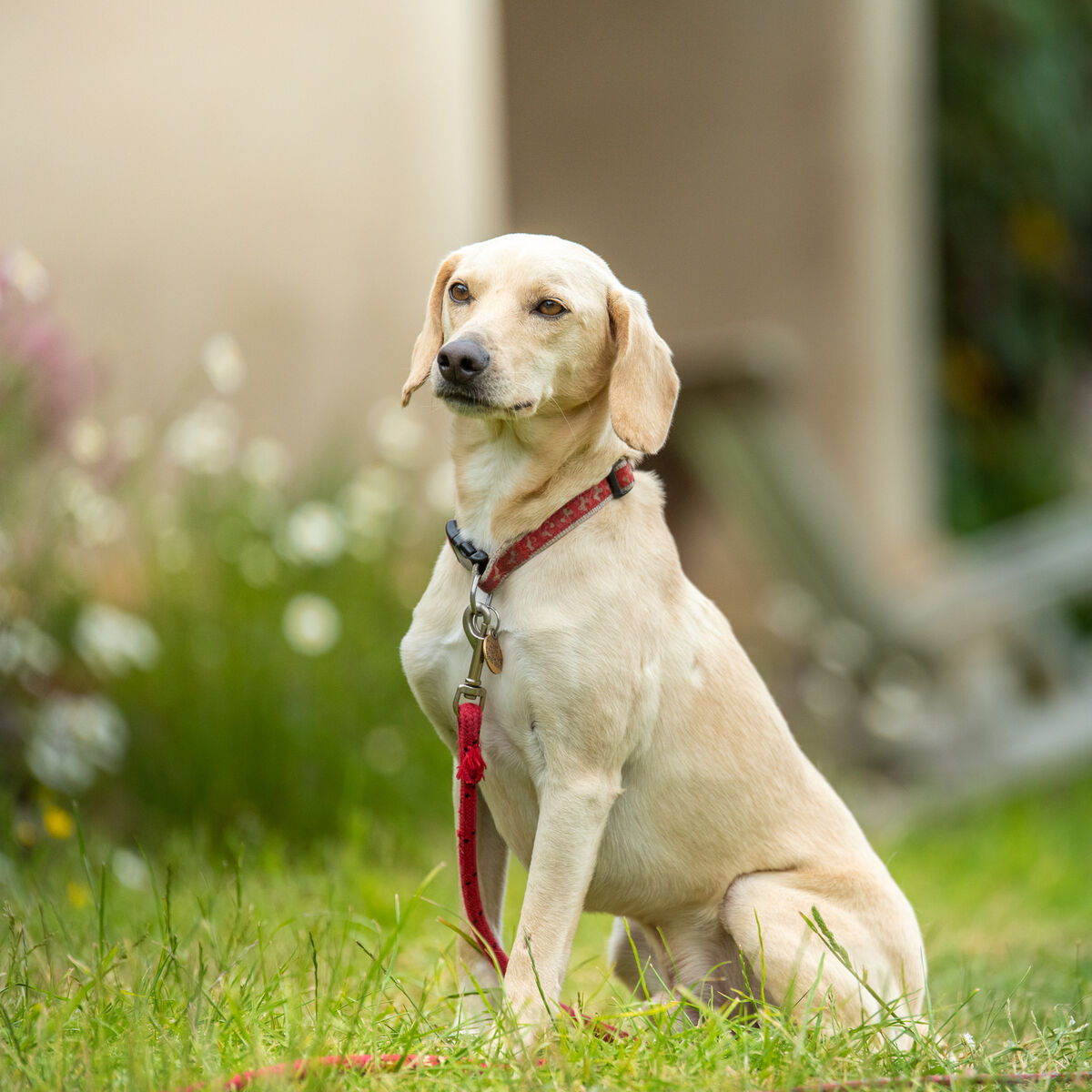 16 Peter our therapy dog.jpg