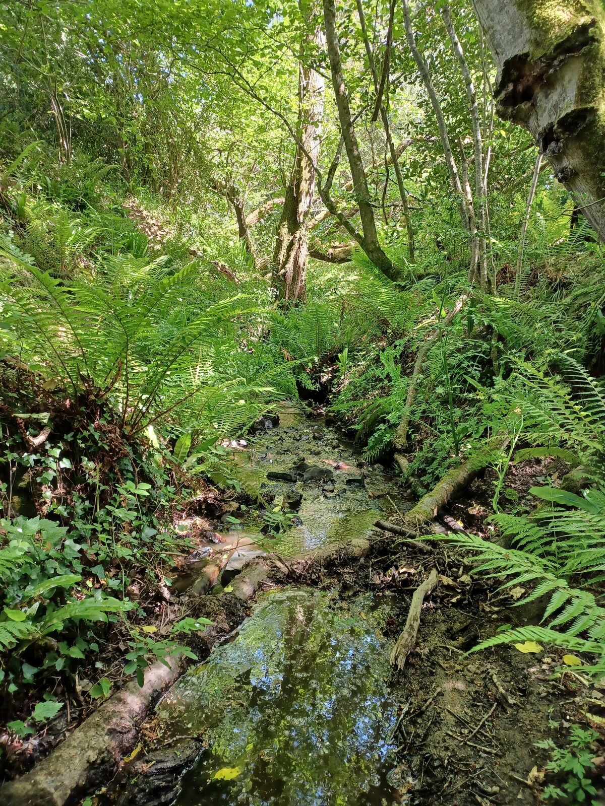 18a Stream Challenge.jpg