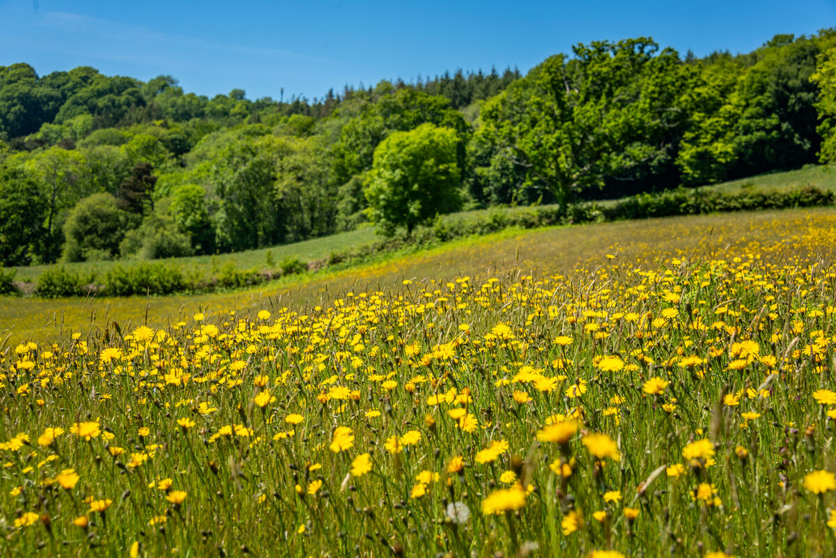buttercup and Catsear.jpg