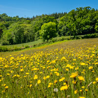 buttercup and Catsear.jpg