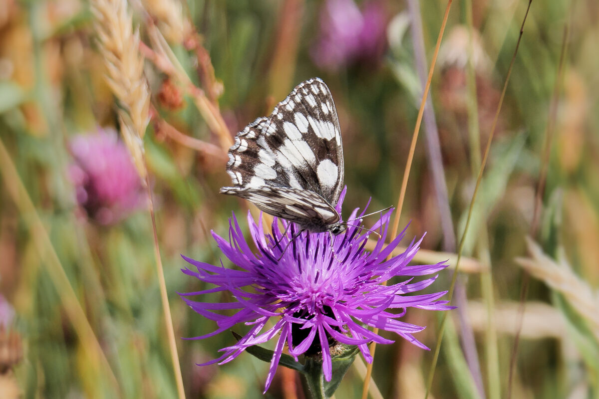 25 Marbled White butterfly on Knapweed.jpg