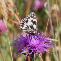 25 Marbled White butterfly on Knapweed.jpg