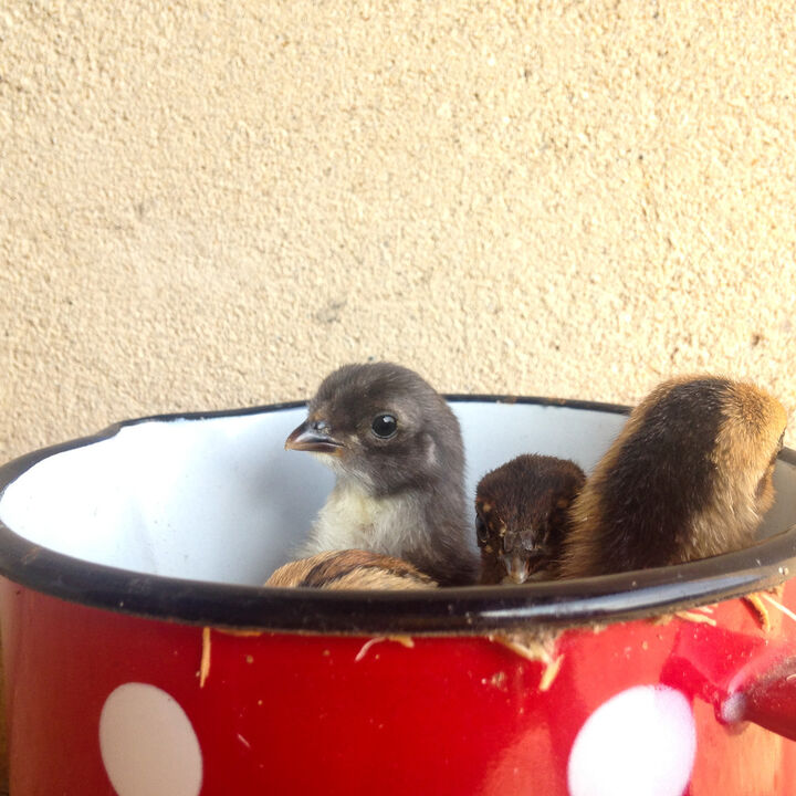 chicks.jpg