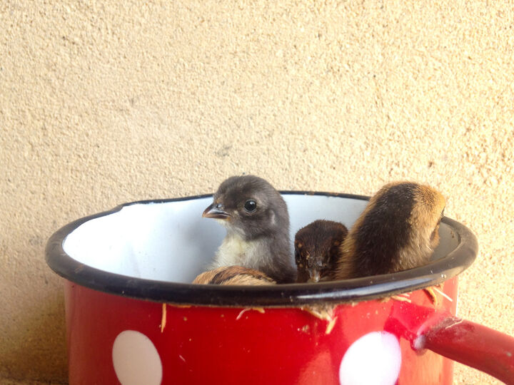 chicks.jpg