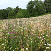 common knapweed v5.jpg