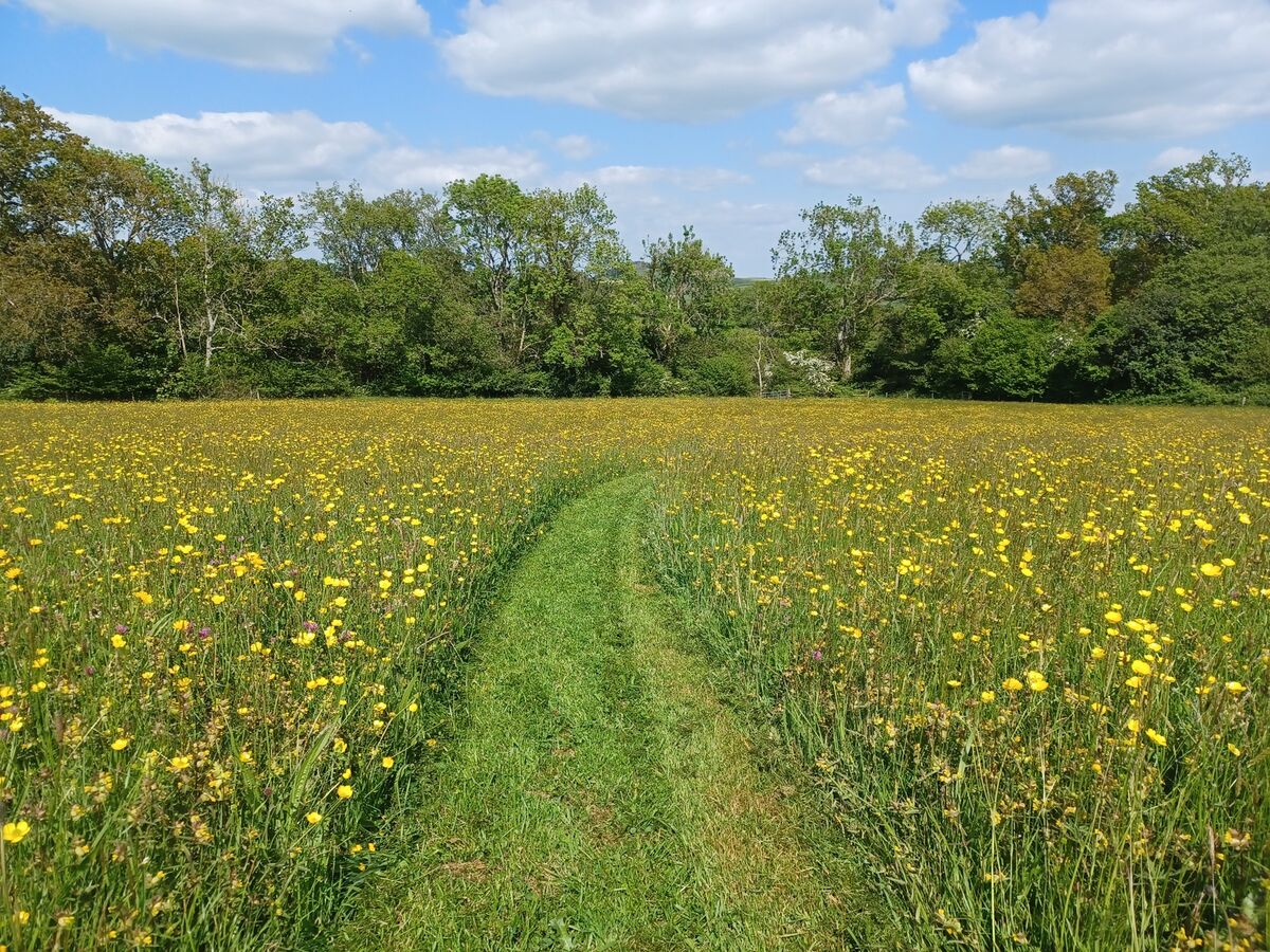 cut path through _Caluders,.jpg