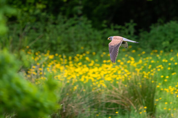 Kestral hunting.jpg