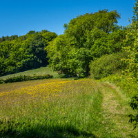 _Reservoir_ early flowering.jpg