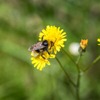 _Smooth Hawks Beard_.jpg