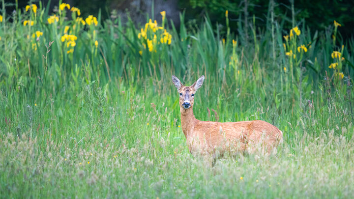 DSC_1059.jpg