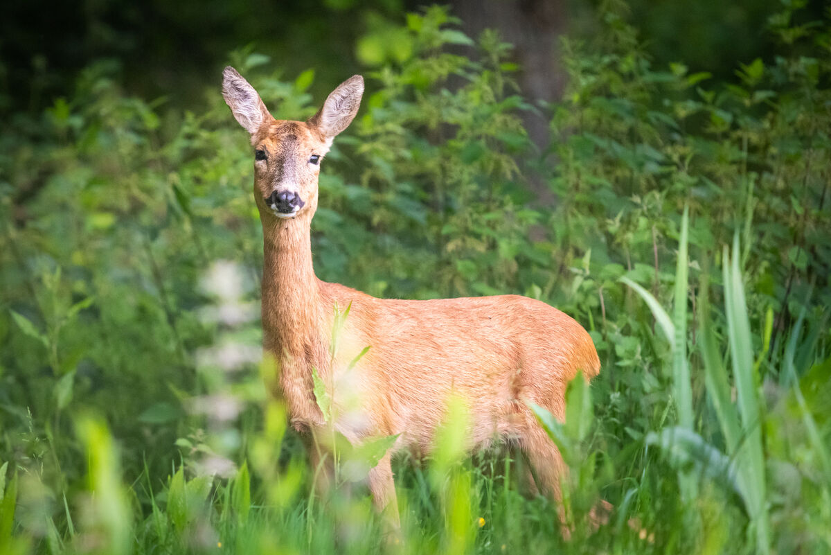 24 Roe deer in rewilding area.jpg