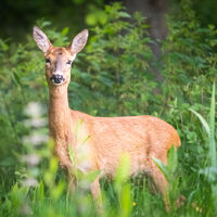 24 Roe deer in rewilding area.jpg