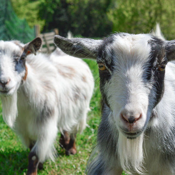 Ella and Bumble.jpg