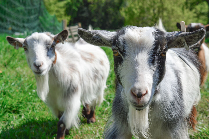 Ella and Bumble.jpg