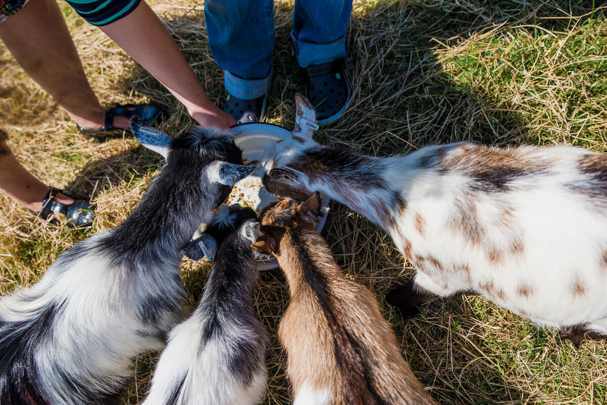 Hogchester HR-137.jpg