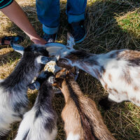 Hogchester HR-137.jpg