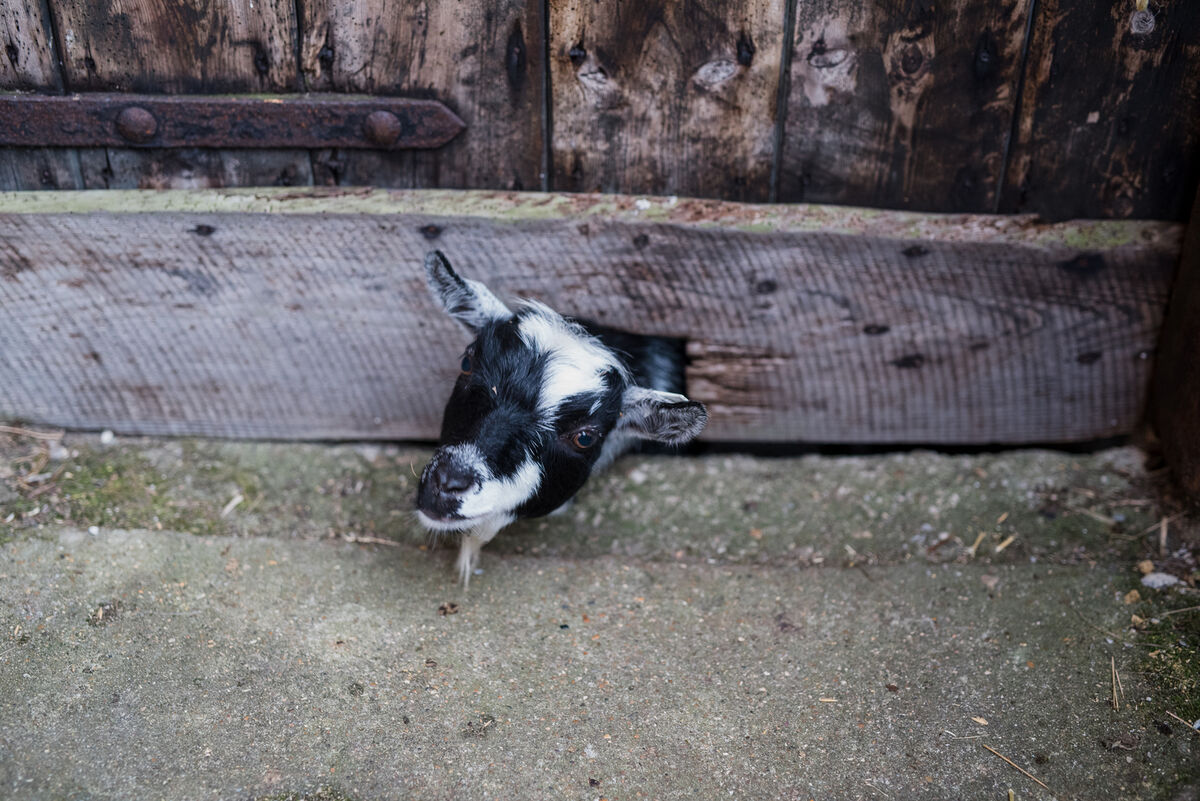 Hogchester HR-167.jpg