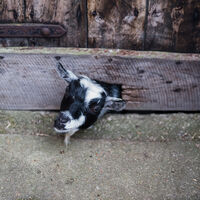 Hogchester HR-167.jpg