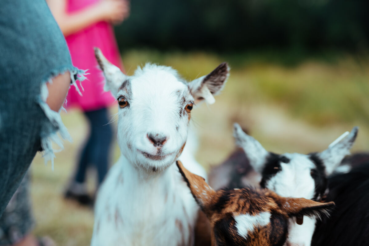 Hogchester HR-50.jpg