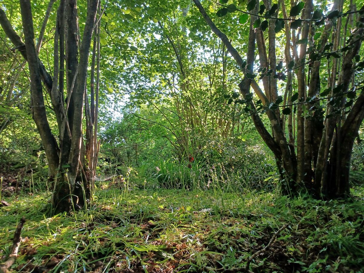 on the woodland walk.jpg