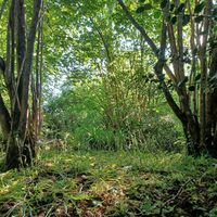 on the woodland walk.jpg