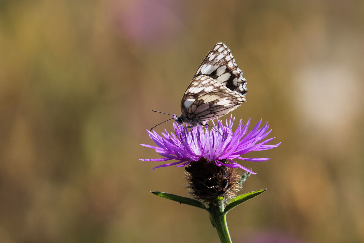 _Marbled White_ on Knapweed.jpg