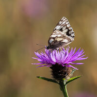 _Marbled White_ on Knapweed.jpg