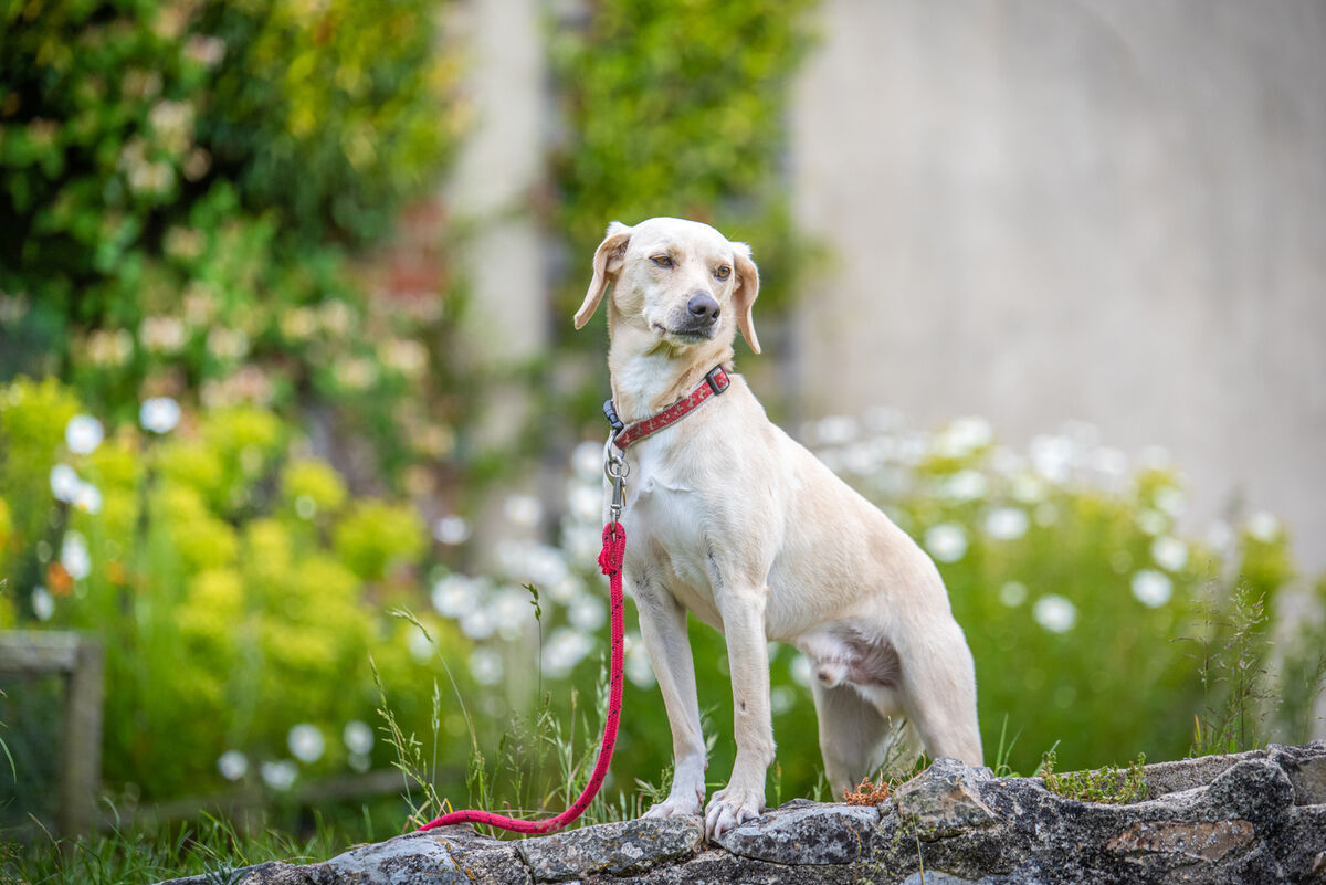 Peter - our therapy dog.jpg