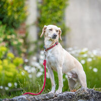 Peter - our therapy dog.jpg