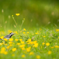 Pied Wagtail.jpg