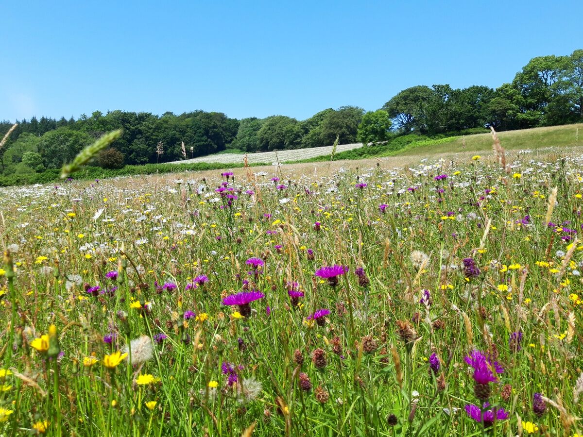 raid knapweed v2.jpg