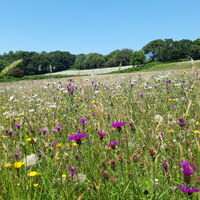 _Reservoir - peak flowering - late june.jpg
