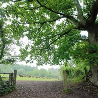 rope swing in _Oaken_.jpg