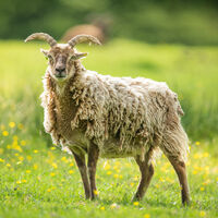soay sheep.jpg