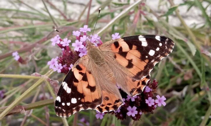 _Tortoise Shell_ butterfly.jpg