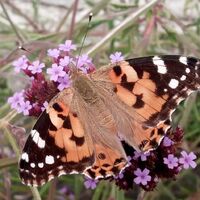 _Tortoise Shell_ butterfly.jpg