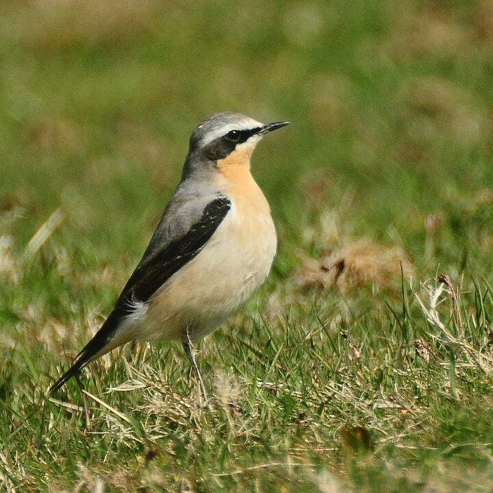 Wheatear.jpg
