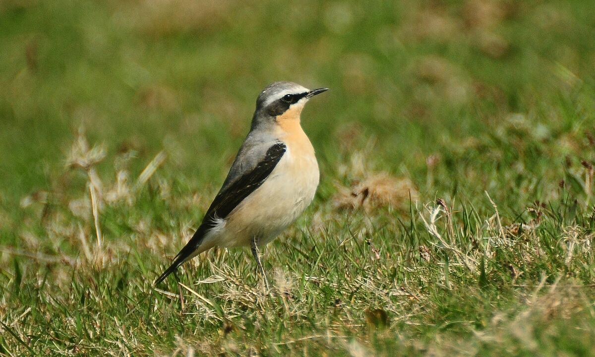 Wheatear.jpg