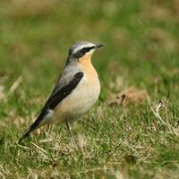 Wheatear.jpg